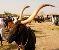 Portrait of ankole-watusi bighorned bull, Agadez cattle market, Niger Royalty Free Stock Photo