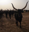 Portrait of ankole-watusi bighorned bull at InGall village, Agadez, Niger Royalty Free Stock Photo