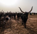 Portrait of ankole-watusi bighorned bull at InGall village, Agadez, Niger Royalty Free Stock Photo