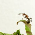 Portrait of ant Royalty Free Stock Photo