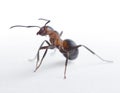 Portrait of ant formica rufa Royalty Free Stock Photo