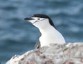 Portrait of Antarctic penguin looking out over the cliff.