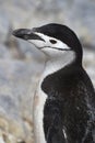 Portrait of Antarctic penguin near colony the Antarctic