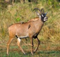 Portrait of antelope with beautiful horns. Close-up. Botswana. Okavango Delta. Royalty Free Stock Photo