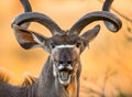 Portrait of antelope with beautiful horns. Close-up. Botswana. Okavango Delta. Royalty Free Stock Photo