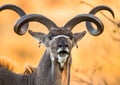 Portrait of antelope with beautiful horns. Close-up. Botswana. Okavango Delta. Royalty Free Stock Photo