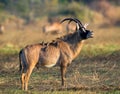 Portrait of antelope with beautiful horns. Close-up. Botswana. Okavango Delta. Royalty Free Stock Photo