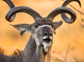 Portrait of antelope with beautiful horns. Close-up. Botswana. Okavango Delta. Royalty Free Stock Photo