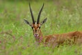 A portrait of an antelope with beautiful pointed horns looking straight at you Royalty Free Stock Photo