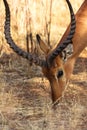 Portrait of antelope. Head of impala. Samburu Royalty Free Stock Photo