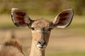 Portrait of antelope kudu female front