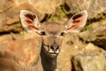 Portrait of antelope kudu female front sun