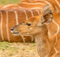 Portrait of antelope kudu female