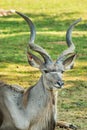 Portrait of antelope kudu male laying on the ground and chewing