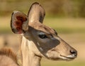 Portrait of antelope kudu female side