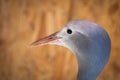 Portrait of Anthropoides paradise or Blue crane, also known a the Stanley or Paradise crane Royalty Free Stock Photo