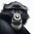 Portrait of an ape isolated on white background. ai generative