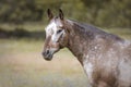 Portrait of an Appaloosa horse