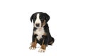 Portrait of a Appenzeller Mountain Sennen Dog pup sitting isolated against a white background