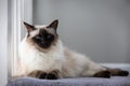 Chocolate Balinese Cat Royalty Free Stock Photo