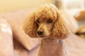 Portrait of an apricot poodle with a haircut, fluffy ears, with sad eyes