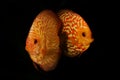 Portrait of aquarium discus fishes fish Symphysodon on black backround