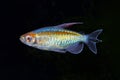 Portrait of aquarium fish - Congo tetra Phenacogrammus interruptus on black background Royalty Free Stock Photo