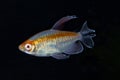 Portrait of aquarium fish - Congo tetra Phenacogrammus interruptus on black background Royalty Free Stock Photo