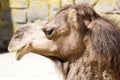 Portrait Arabian camel, Camelus dromedarius