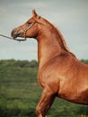 Portrait of arabian chestnut stallion at rear Royalty Free Stock Photo