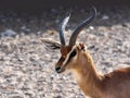 Portrait of Arabian gazelle, Gazella arabica, in Al Saleel National Park. Oman