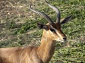 Portrait of Arabian gazelle, Gazella arabica, in Al Saleel National Park. Oman