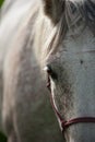 Portrait of an Arabian Horse Royalty Free Stock Photo