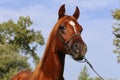 Portrait of arabian horse against blue sky Royalty Free Stock Photo