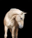 Portrait of an Arabian horse on black background