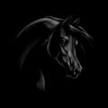 Portrait of an Arabian horse head on a black background. Royalty Free Stock Photo