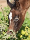 Portrait of arabian little foal. close up. Israel Royalty Free Stock Photo