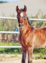 Portrait of arabian little foal. Israel Royalty Free Stock Photo