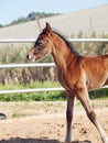 Portrait of arabian little foal. Israel Royalty Free Stock Photo