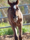 Portrait of arabian little foal. Israel Royalty Free Stock Photo