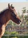 Portrait of arabian little foal. Israel Royalty Free Stock Photo