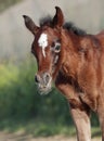 Portrait of arabian little foal. Israel Royalty Free Stock Photo