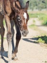 Portrait of arabian little foal. Israel Royalty Free Stock Photo