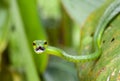 Green Vine Snake, Costa Rica