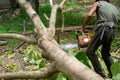 Portrait of arborist cutting the log by chainsaw machine with sawdust splash around. Motion blurred of sawing chainsaw