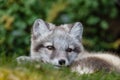 Portrait of an arctic fox on a green background