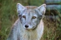 Portrait of arctic fox puppy