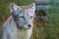 Portrait of arctic fox puppy