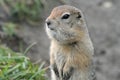 Portrait of Arctic ground squirrel, carefully looking around so as not to fall into the jaws of predatory beasts