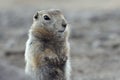 Portrait of Arctic ground squirrel. Curious wild animal of genus of medium sized rodents of squirrel family